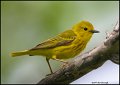 _1SB4475 yellow warbler